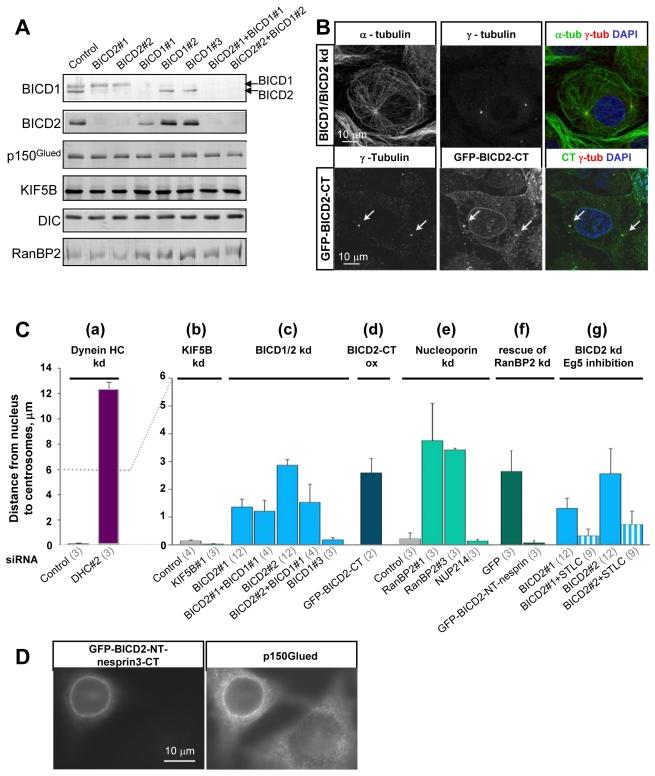 https://cdn.ncbi.nlm.nih.gov/pmc/blobs/ecac/2850381/8043a8ca8103/pbio.1000350.g006.jpg