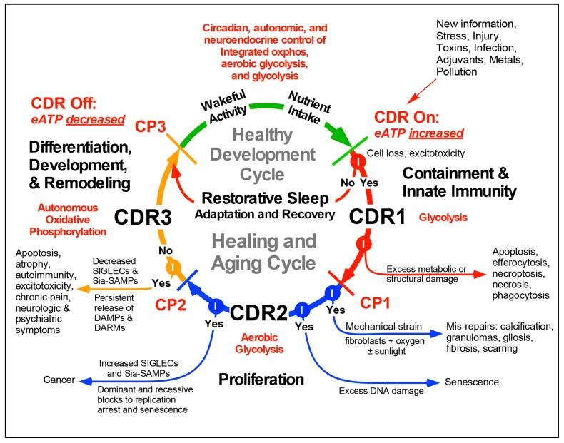 https://cdn.ncbi.nlm.nih.gov/pmc/blobs/ecb0/6627909/898981d86236/biology-08-00027-g001.jpg