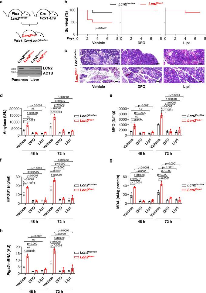 https://cdn.ncbi.nlm.nih.gov/pmc/blobs/ecb0/7843652/4f6b04990cdd/41467_2021_20904_Fig6_HTML.jpg