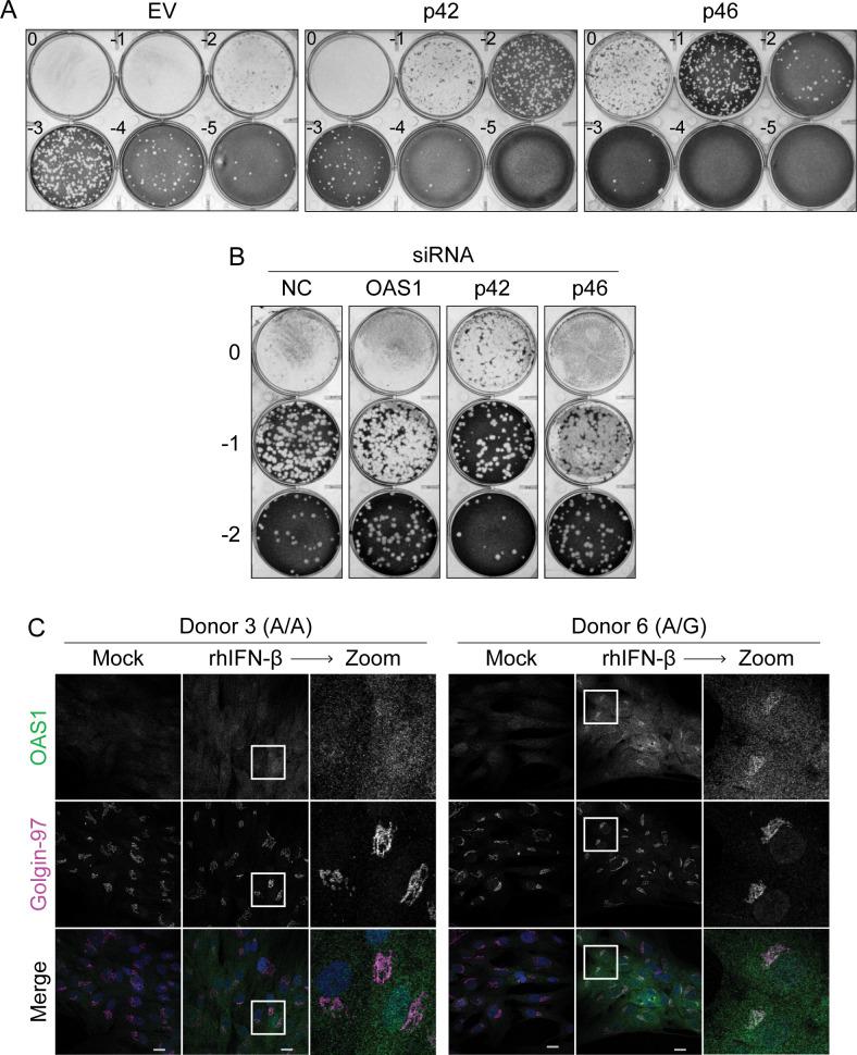 https://cdn.ncbi.nlm.nih.gov/pmc/blobs/ecb0/8357416/40155085b2a0/elife-71047-fig2-figsupp1.jpg