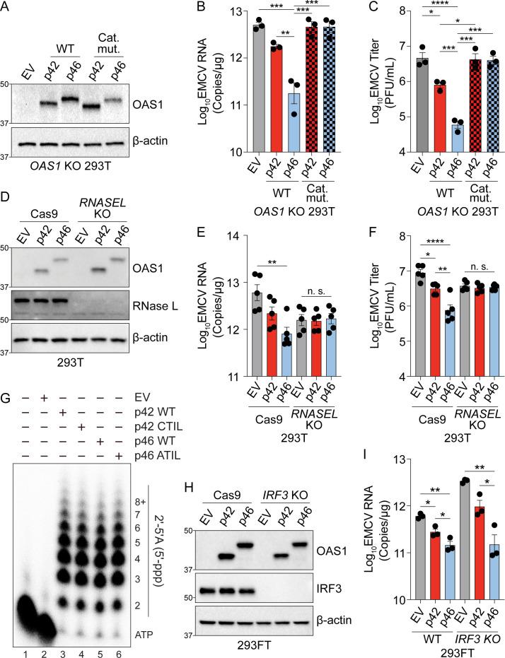 https://cdn.ncbi.nlm.nih.gov/pmc/blobs/ecb0/8357416/74c6a7e88753/elife-71047-fig3.jpg
