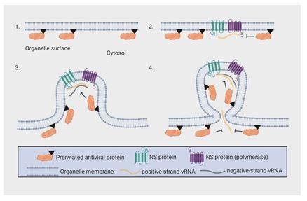 https://cdn.ncbi.nlm.nih.gov/pmc/blobs/ecb0/8357416/d48bef4ccee4/elife-71047-resp-fig2.jpg