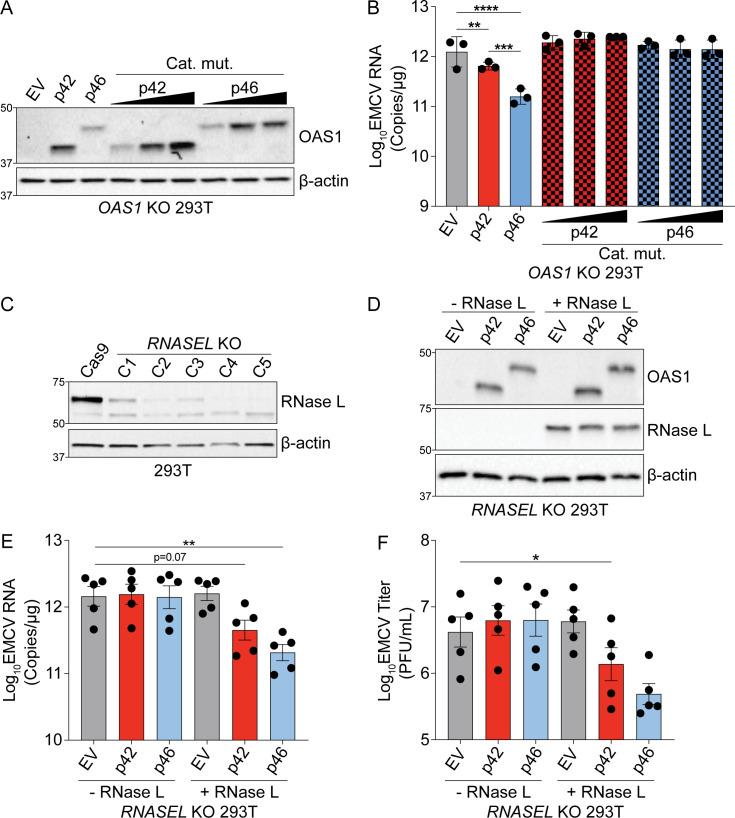 https://cdn.ncbi.nlm.nih.gov/pmc/blobs/ecb0/8357416/e3ec730bf0b6/elife-71047-fig3-figsupp1.jpg