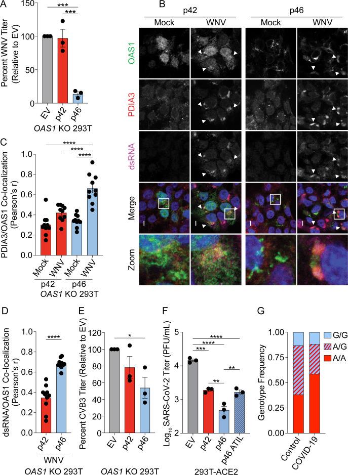 https://cdn.ncbi.nlm.nih.gov/pmc/blobs/ecb0/8357416/fa7f4747564b/elife-71047-fig6.jpg