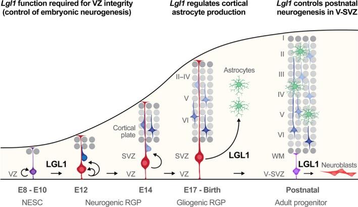 https://cdn.ncbi.nlm.nih.gov/pmc/blobs/ecb2/5765500/86167ff4463c/FEB2-591-3993-g003.jpg