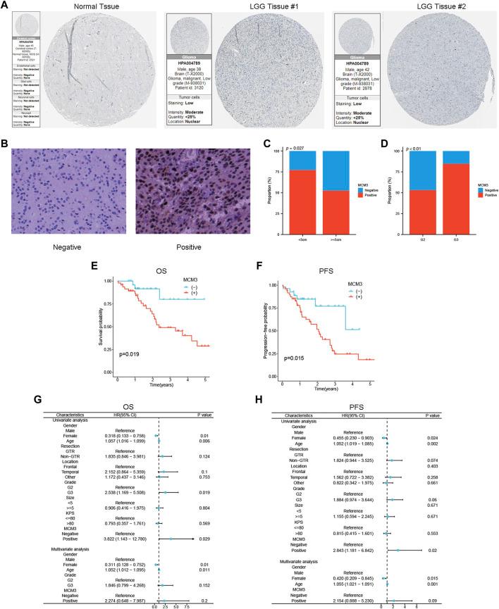 https://cdn.ncbi.nlm.nih.gov/pmc/blobs/ecb3/11063780/2aeb06317a35/fphar-15-1390615-g008.jpg