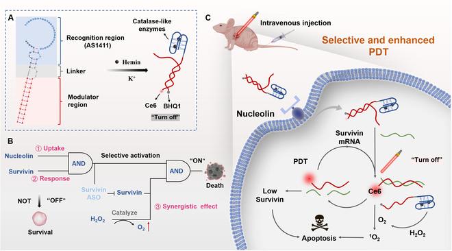 https://cdn.ncbi.nlm.nih.gov/pmc/blobs/ecb7/10807844/d96639e58764/research.0295.fig.001.jpg