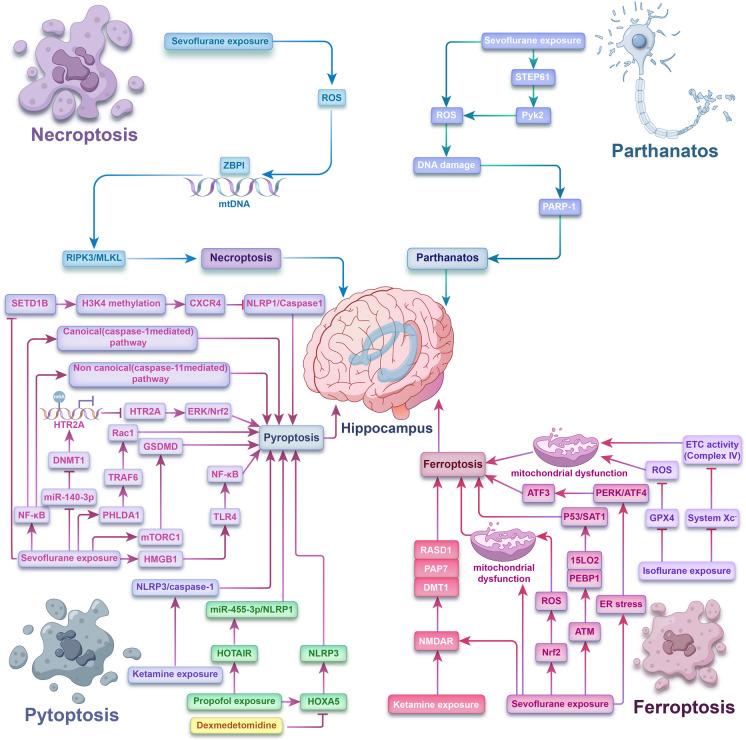 https://cdn.ncbi.nlm.nih.gov/pmc/blobs/ecb7/11297112/2f6c28db0403/10565_2024_9895_Fig5_HTML.jpg