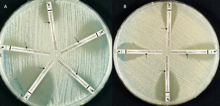 https://cdn.ncbi.nlm.nih.gov/pmc/blobs/ecb7/6141729/856fb777186a/gr3.jpg