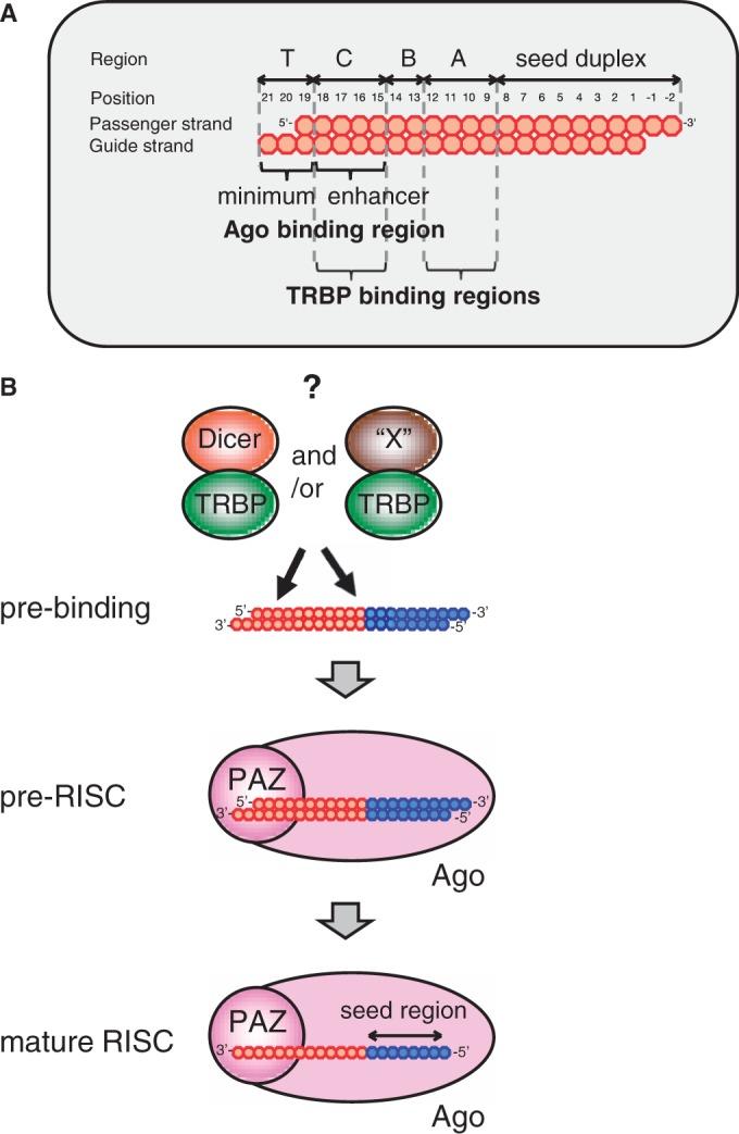 https://cdn.ncbi.nlm.nih.gov/pmc/blobs/ecba/4005638/d66d3bf8cc58/gku153f7p.jpg
