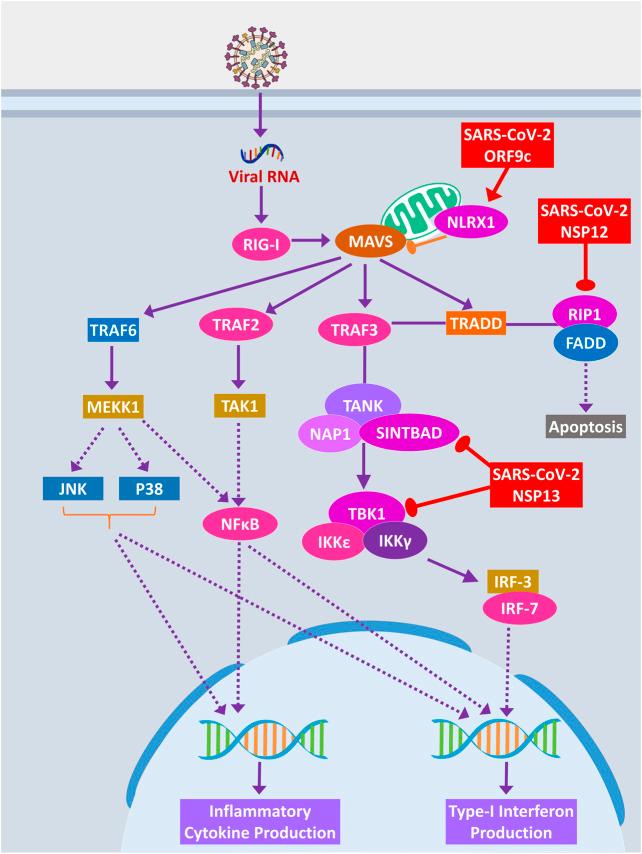 https://cdn.ncbi.nlm.nih.gov/pmc/blobs/ecbd/7872968/1ce87e83319d/fmolb-07-598583-g008.jpg