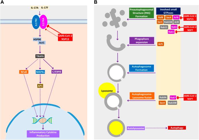 https://cdn.ncbi.nlm.nih.gov/pmc/blobs/ecbd/7872968/824e0807cae6/fmolb-07-598583-g006.jpg