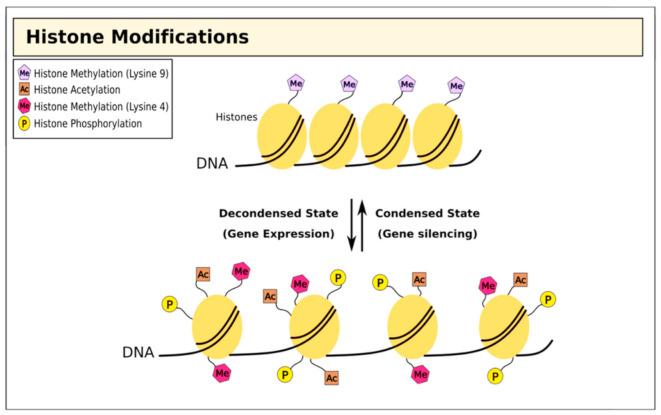 https://cdn.ncbi.nlm.nih.gov/pmc/blobs/ecc0/7692667/0466fa66aebc/cells-09-02403-g002.jpg
