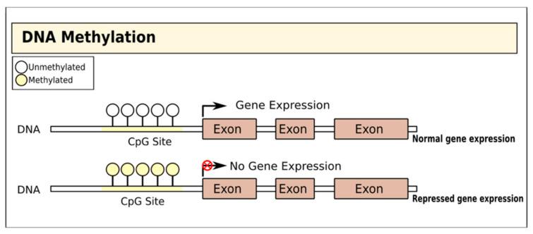 https://cdn.ncbi.nlm.nih.gov/pmc/blobs/ecc0/7692667/214405ef77f7/cells-09-02403-g001.jpg