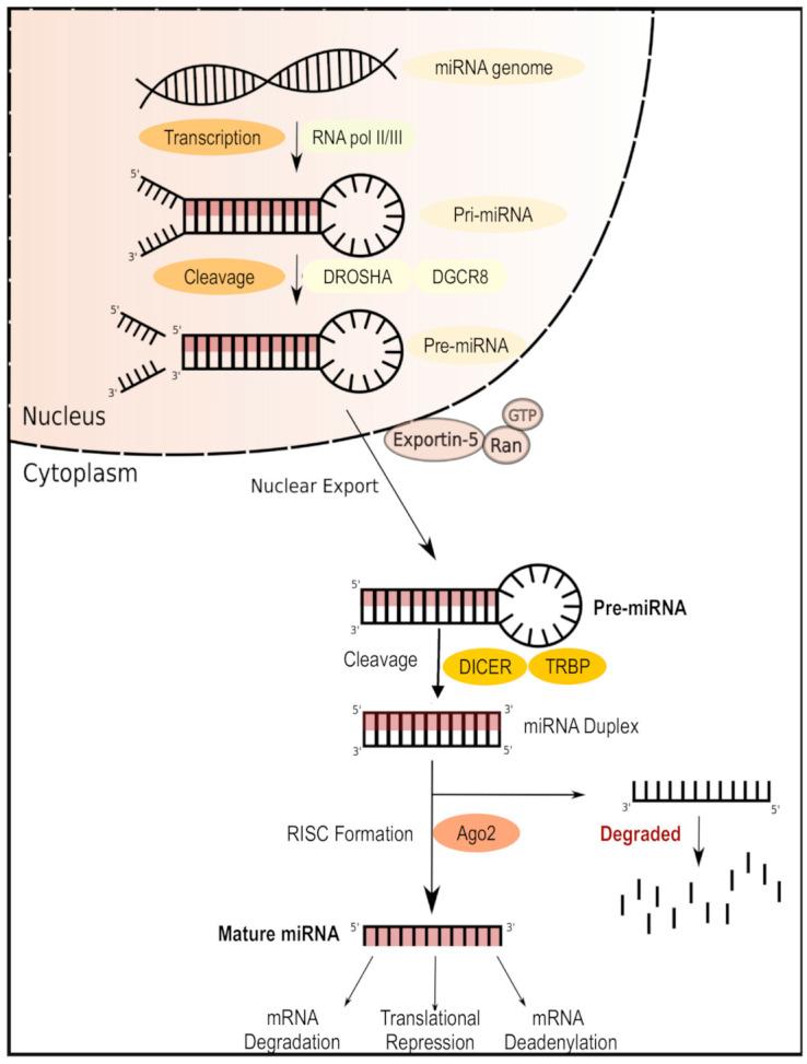 https://cdn.ncbi.nlm.nih.gov/pmc/blobs/ecc0/7692667/735546074860/cells-09-02403-g003.jpg