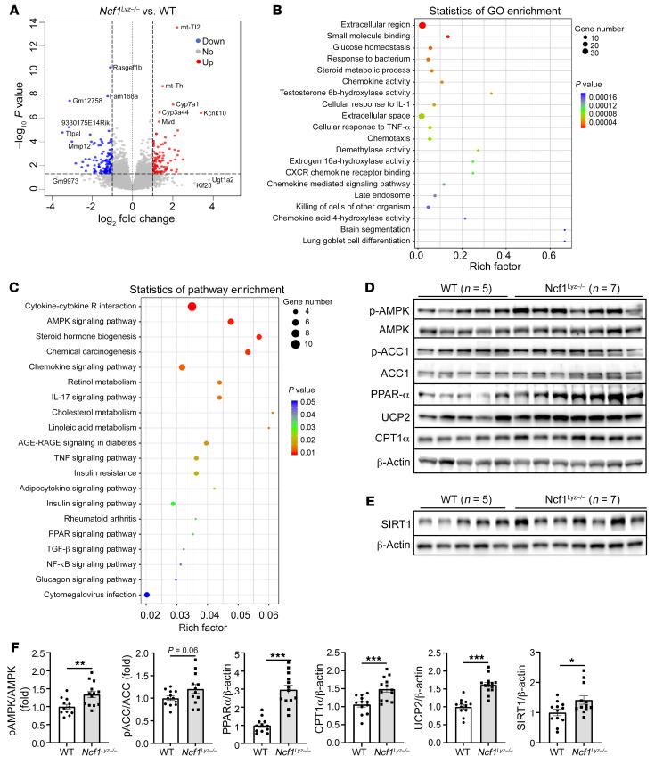 https://cdn.ncbi.nlm.nih.gov/pmc/blobs/ecc4/9282929/10ec2b7e5237/jci-132-157780-g158.jpg