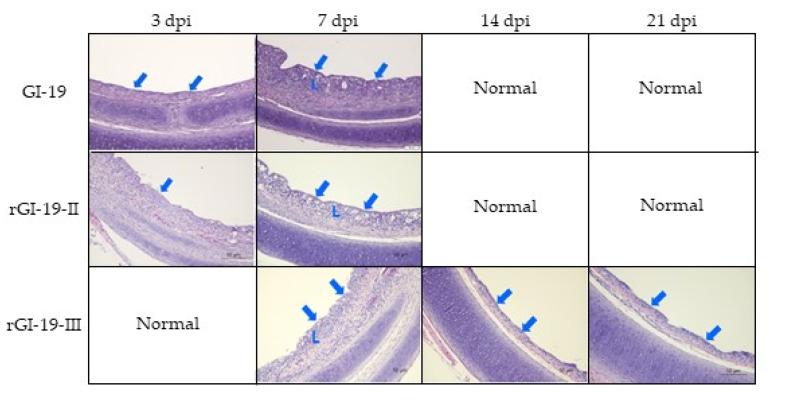 https://cdn.ncbi.nlm.nih.gov/pmc/blobs/eccc/8235318/4e11357ed00b/viruses-13-01163-g004.jpg