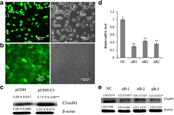 https://cdn.ncbi.nlm.nih.gov/pmc/blobs/eccd/5603091/68161d70b35b/11658_2017_51_Fig2_HTML.jpg