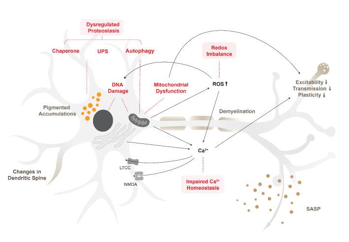 https://cdn.ncbi.nlm.nih.gov/pmc/blobs/ecd2/10529744/3d5c6131a51d/AD-14-5-1618-g1.jpg