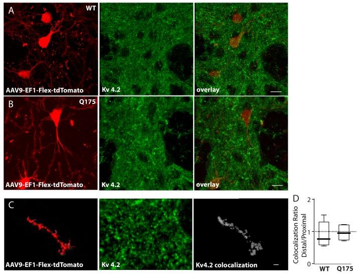 https://cdn.ncbi.nlm.nih.gov/pmc/blobs/ecd3/6481990/293459e203e9/elife-40818-fig3-figsupp2.jpg