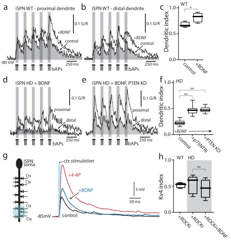https://cdn.ncbi.nlm.nih.gov/pmc/blobs/ecd3/6481990/354f9e5c78ec/elife-40818-fig5.jpg