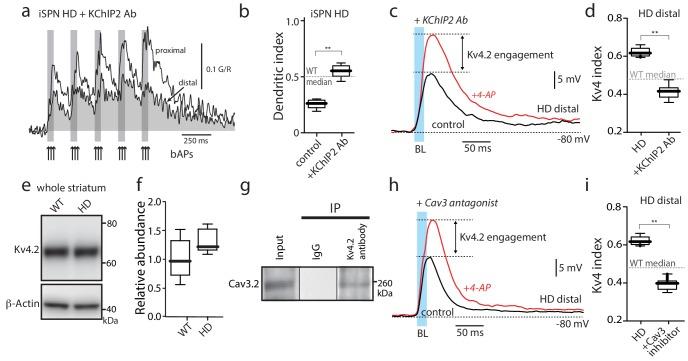 https://cdn.ncbi.nlm.nih.gov/pmc/blobs/ecd3/6481990/6b94210dbfd2/elife-40818-fig3.jpg
