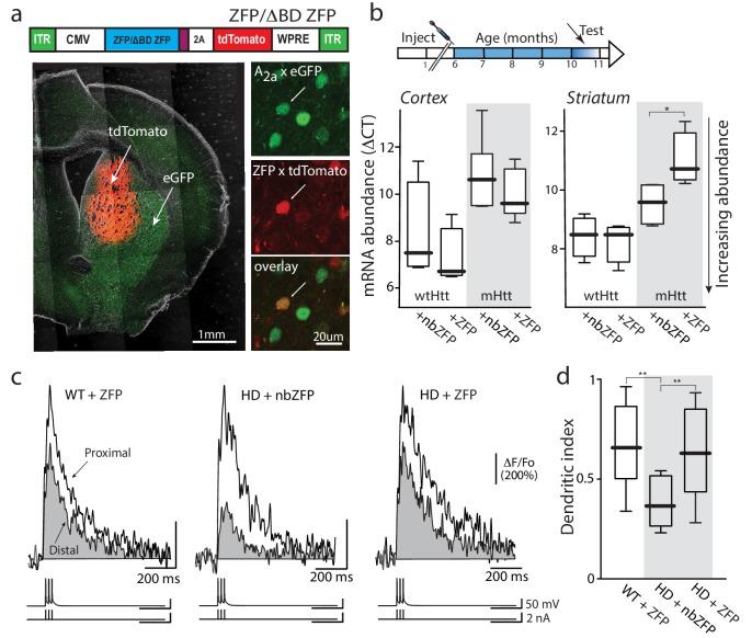 https://cdn.ncbi.nlm.nih.gov/pmc/blobs/ecd3/6481990/74d9fab44386/elife-40818-fig6.jpg