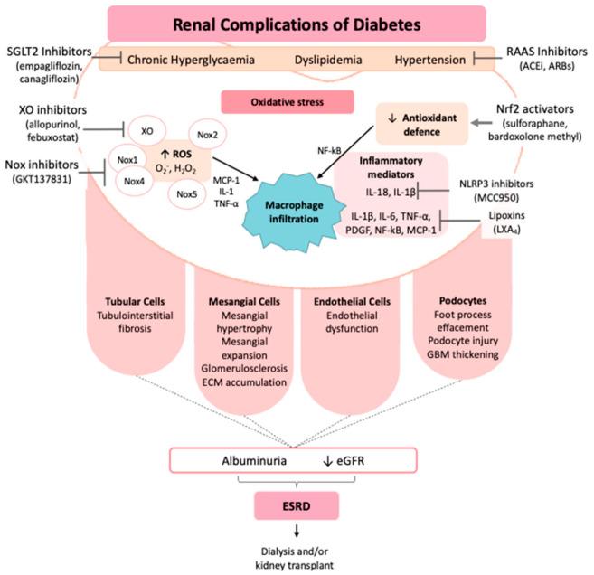 https://cdn.ncbi.nlm.nih.gov/pmc/blobs/ecd5/7830433/cc6a8aba88a1/biology-10-00018-g001.jpg
