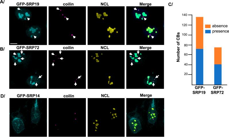 https://cdn.ncbi.nlm.nih.gov/pmc/blobs/ecd6/11165425/60b5d0747c19/LSA-2024-02614_Fig4.jpg