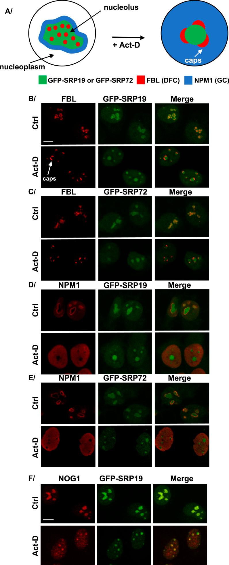 https://cdn.ncbi.nlm.nih.gov/pmc/blobs/ecd6/11165425/d9da28a544e2/LSA-2024-02614_Fig7.jpg