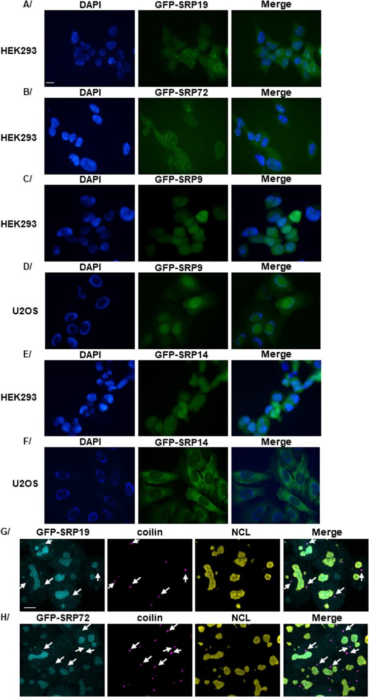 https://cdn.ncbi.nlm.nih.gov/pmc/blobs/ecd6/11165425/ebbd6d4bfefc/LSA-2024-02614_FigS3.jpg