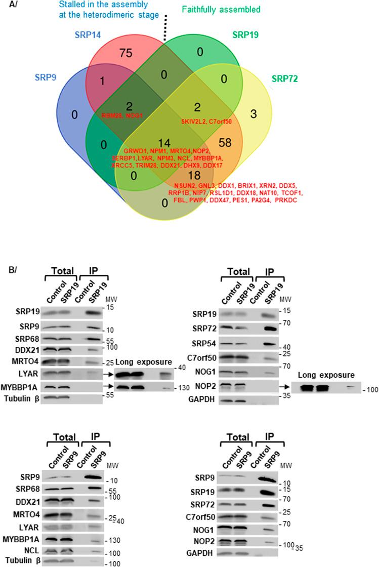 https://cdn.ncbi.nlm.nih.gov/pmc/blobs/ecd6/11165425/f36dbf9defe6/LSA-2024-02614_Fig6.jpg