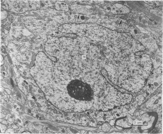 https://cdn.ncbi.nlm.nih.gov/pmc/blobs/ecd7/1233131/36e8a413a829/janat00234-0046-a.jpg