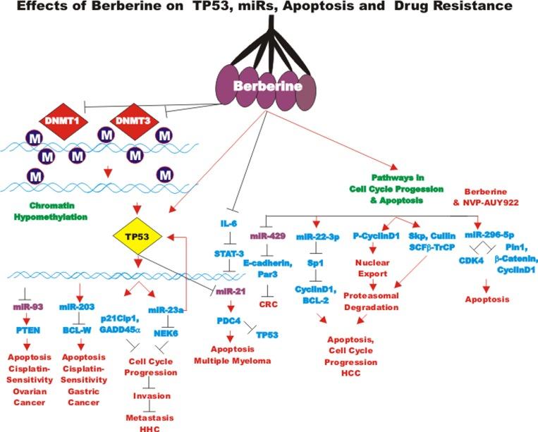 https://cdn.ncbi.nlm.nih.gov/pmc/blobs/ecdb/5509453/0ba833ed6263/aging-09-1477-g011.jpg