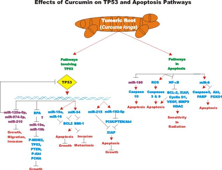 https://cdn.ncbi.nlm.nih.gov/pmc/blobs/ecdb/5509453/9dabd85cccac/aging-09-1477-g003.jpg