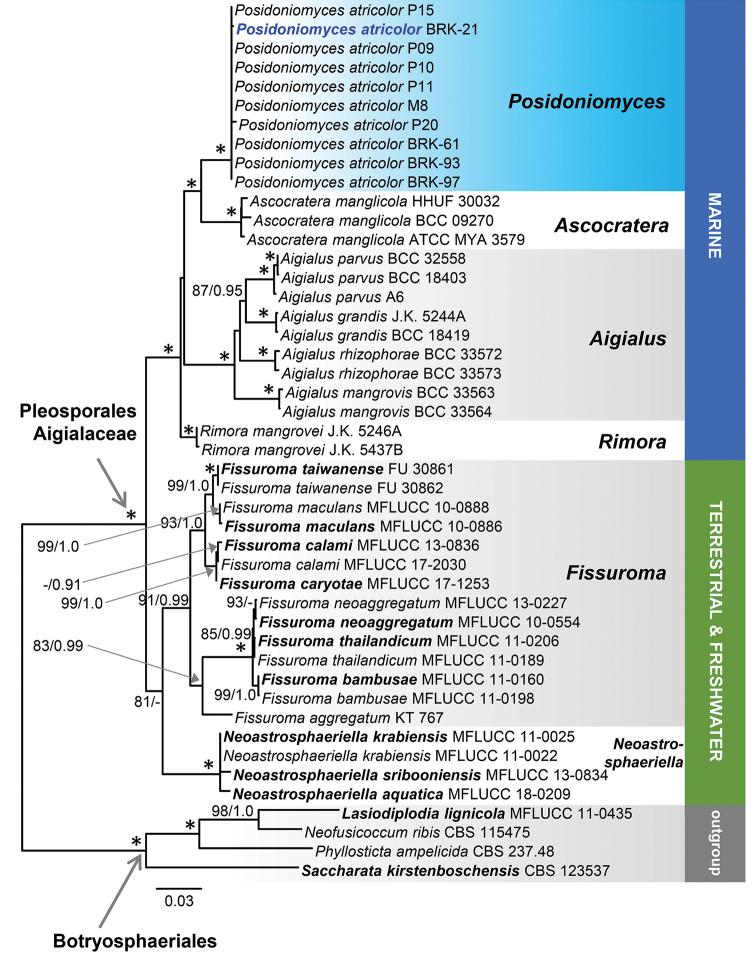 https://cdn.ncbi.nlm.nih.gov/pmc/blobs/ecdd/6609996/5beb8d2ce63c/mycokeys-55-059-g003.jpg