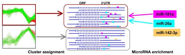 https://cdn.ncbi.nlm.nih.gov/pmc/blobs/ece6/2244641/029adc42ffa4/1471-2172-8-25-8.jpg