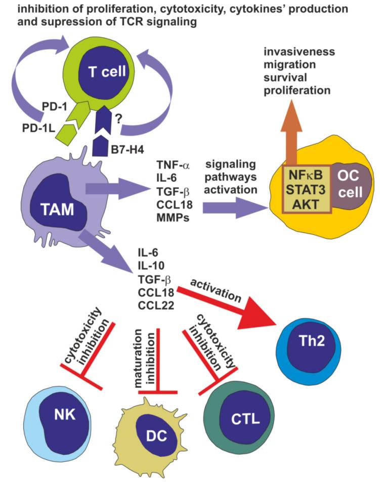 https://cdn.ncbi.nlm.nih.gov/pmc/blobs/ece9/7290435/14cb2eb0447c/cells-09-01299-g002.jpg