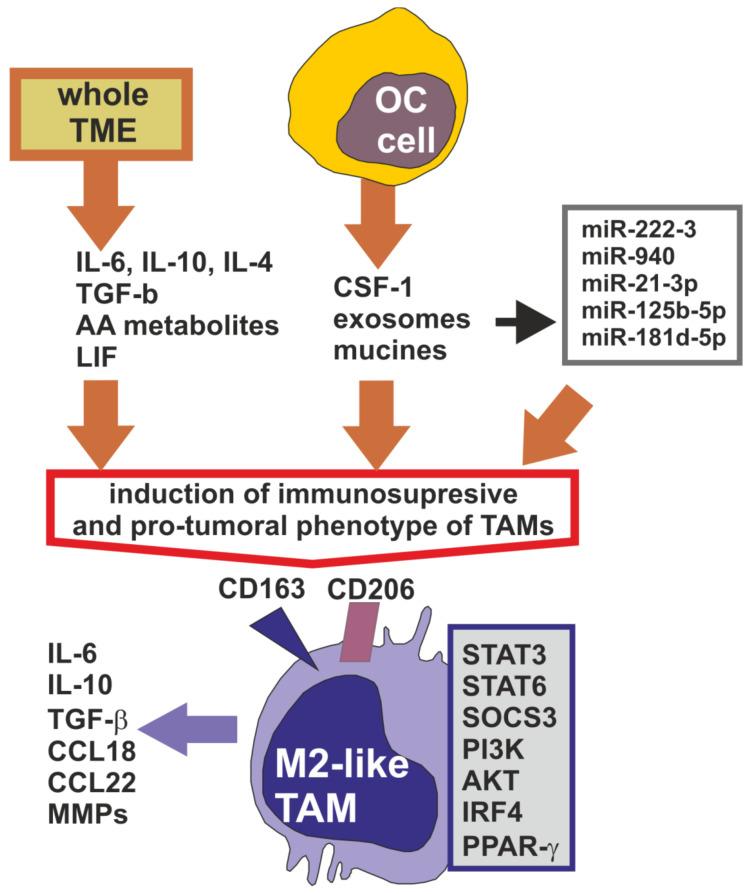 https://cdn.ncbi.nlm.nih.gov/pmc/blobs/ece9/7290435/7eaa4970efb8/cells-09-01299-g001.jpg