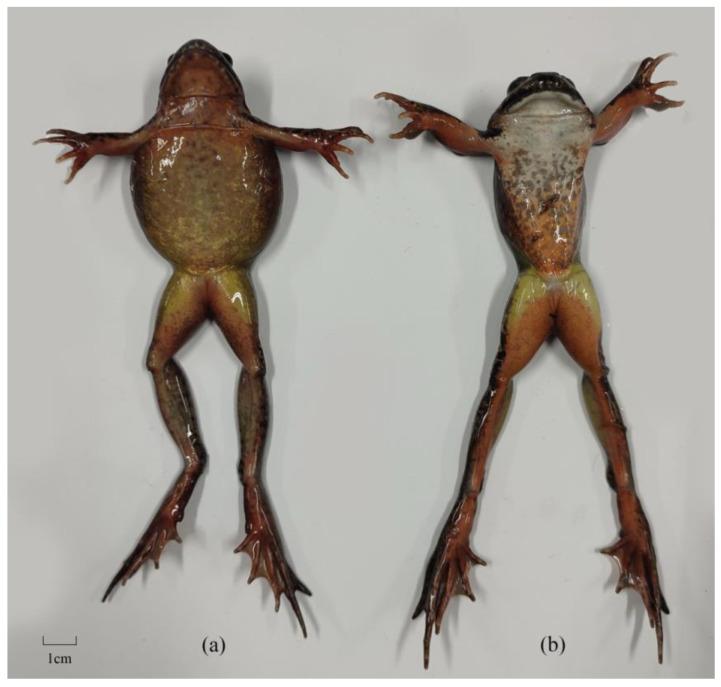 https://cdn.ncbi.nlm.nih.gov/pmc/blobs/eceb/11503867/02da90af18d3/animals-14-02968-g001.jpg