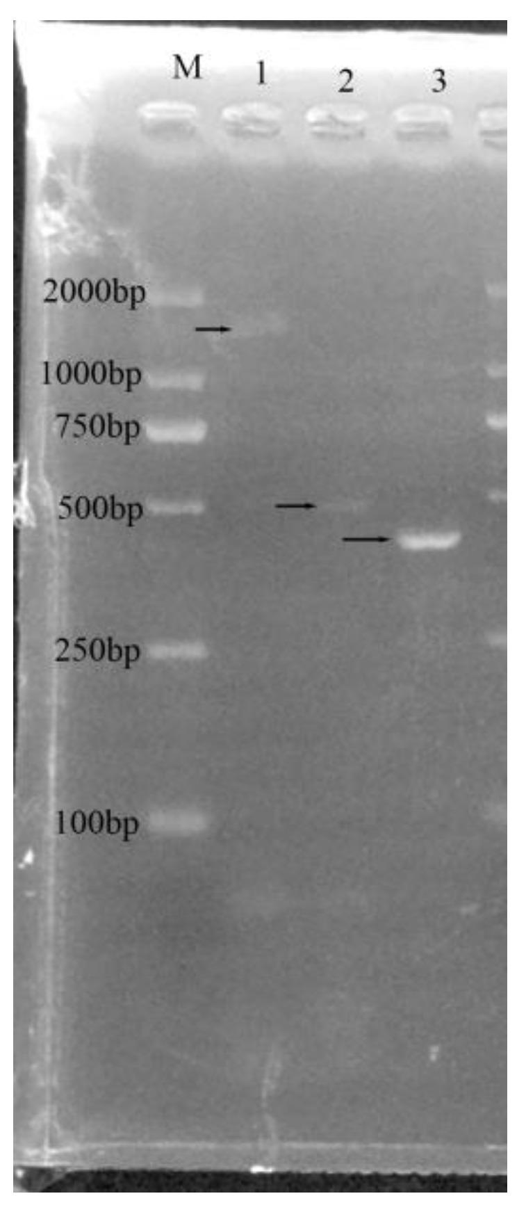 https://cdn.ncbi.nlm.nih.gov/pmc/blobs/eceb/11503867/215774bf5c5e/animals-14-02968-g005.jpg