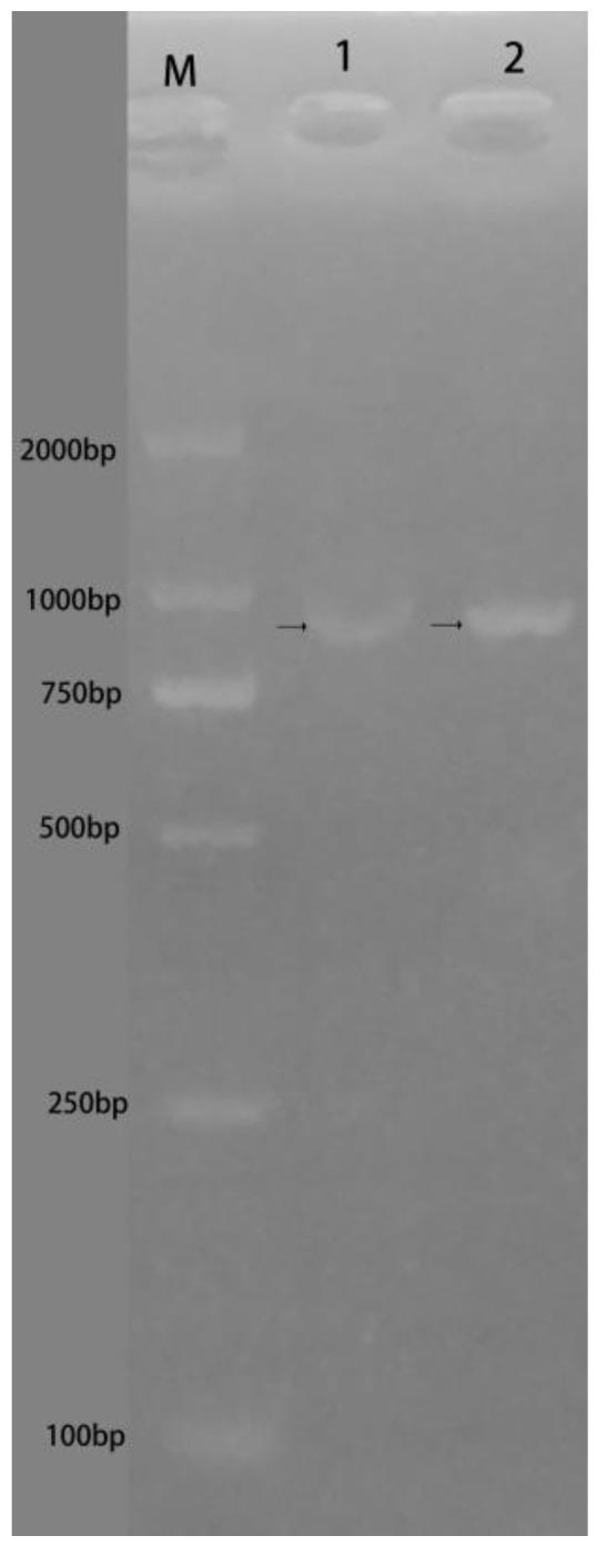 https://cdn.ncbi.nlm.nih.gov/pmc/blobs/eceb/11503867/c446a59524c5/animals-14-02968-g008.jpg