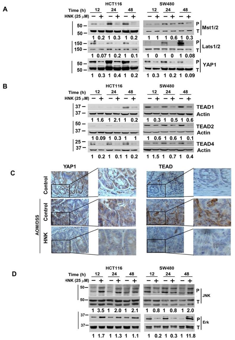 https://cdn.ncbi.nlm.nih.gov/pmc/blobs/eceb/8303768/5bf8c597c635/cells-10-01607-g005.jpg