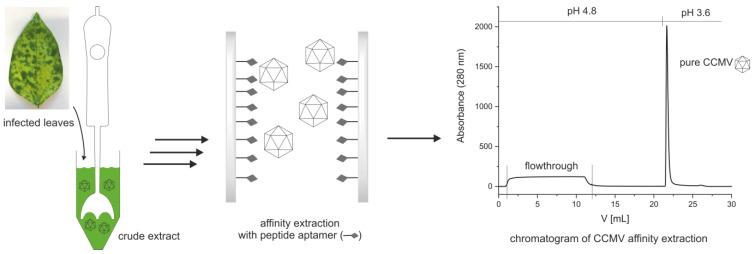 https://cdn.ncbi.nlm.nih.gov/pmc/blobs/ecf0/10051510/74e39de688af/viruses-15-00697-g002.jpg