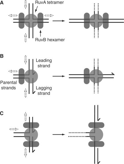 https://cdn.ncbi.nlm.nih.gov/pmc/blobs/ecf0/2699526/07d064e86d5e/gkp244f4.jpg