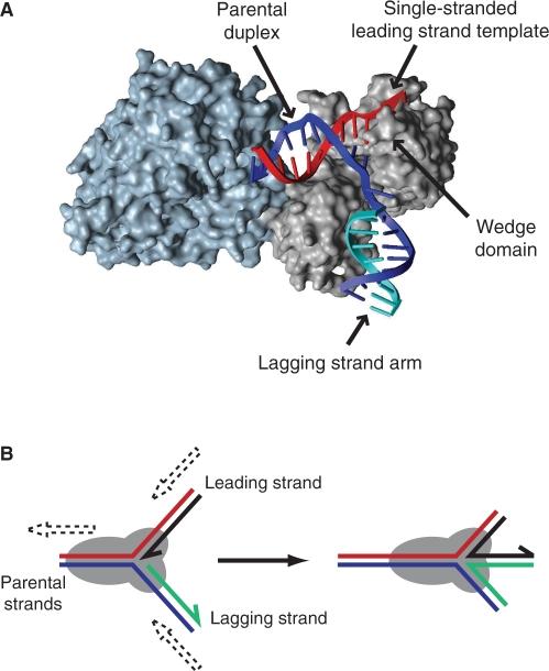 https://cdn.ncbi.nlm.nih.gov/pmc/blobs/ecf0/2699526/fbf88b25a15f/gkp244f3.jpg
