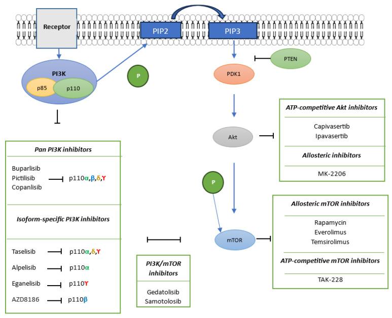 https://cdn.ncbi.nlm.nih.gov/pmc/blobs/ecf5/12248877/621c9afa5ffe/cancers-17-02232-g001.jpg