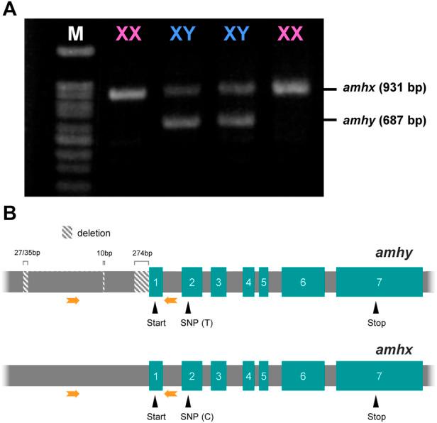 https://cdn.ncbi.nlm.nih.gov/pmc/blobs/ecf7/9523440/45fa91a16791/fgene-13-1007548-g002.jpg
