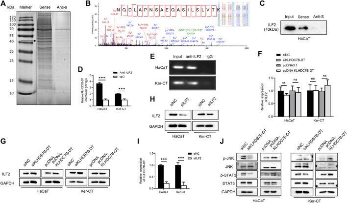 https://cdn.ncbi.nlm.nih.gov/pmc/blobs/ecf8/9110045/b2b621f86d6c/fgene-13-890624-g004.jpg
