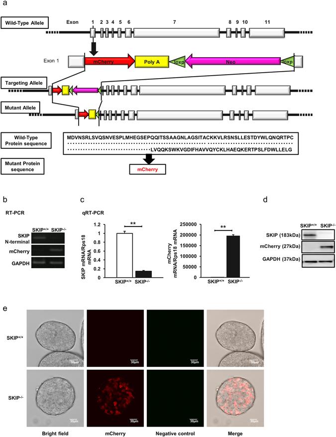 https://cdn.ncbi.nlm.nih.gov/pmc/blobs/ecfc/5429731/e05fde2582c5/41598_2017_900_Fig2_HTML.jpg
